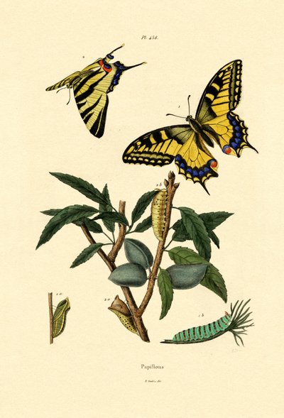 Swallowtail by French School
